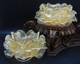 2 Vintage Murano Archimede Seguso GOLD Glass FLORIFORM TEALIGHT HOLDER ROSE BOWL