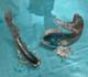 VINTAGE Alfredo Barbini MURANO ART GLASS Two Large FISH SCULPTURES 12