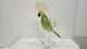 Vintage Murano Art Glass Bird Parrot Tall 14 Green Gold Flecks Statue