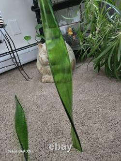 Vtg 11 Murano Style Hand Blown Glass Long Stem Flowers / Stems & Butterfly